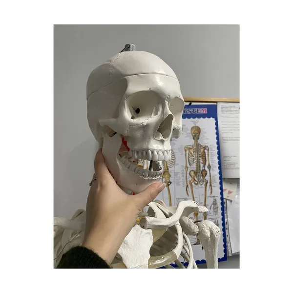 Human Skeleton - 170cm Malatec 22583