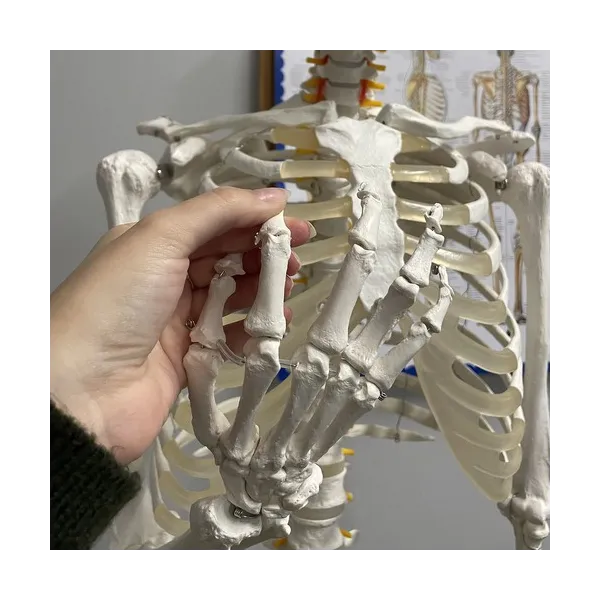 Human Skeleton - 170cm Malatec 22583