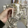 Inimese skelett - 170 cm Malatec 22583