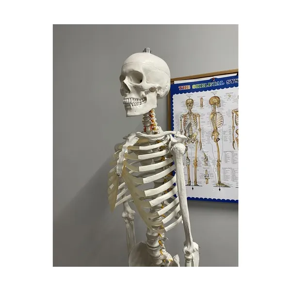 Human Skeleton - 170cm Malatec 22583