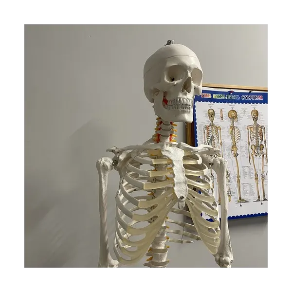 Human Skeleton - 170cm Malatec 22583