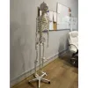 Human Skeleton - 170cm Malatec 22583