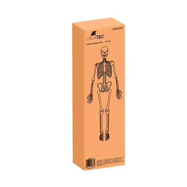Human Skeleton - 170cm Malatec 22583