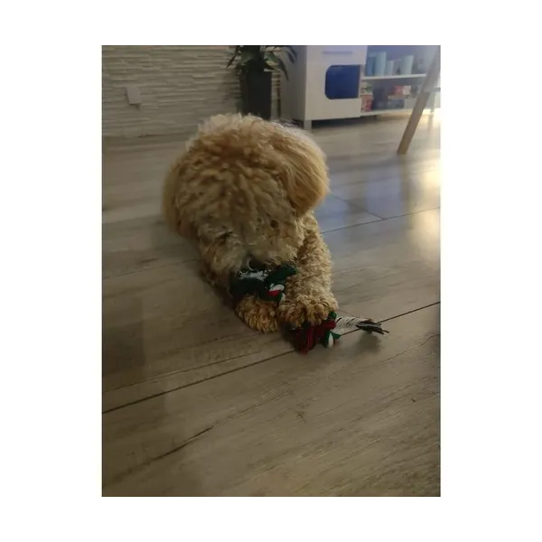 Christmas gift for dog - toys Purlov 22637