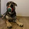 Joululahja koiralle - lelut Purlov 22637