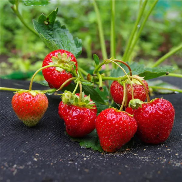 Agrotekstils pret nezālēm Springos AG0022 50g/m2 1,1 x10 m