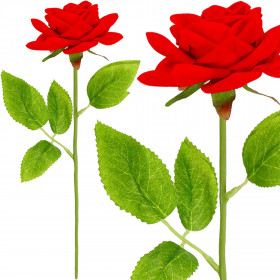 Mūžīgā roze Springos HA7449