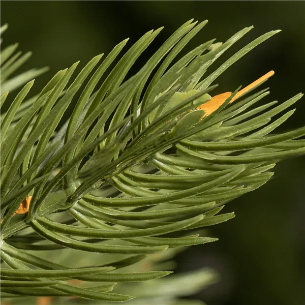 Kalėdų eglutė Springos CT0144 220cm