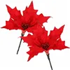 CA0721 KALĖDŲ PUOMENYS "POINSETTIA"