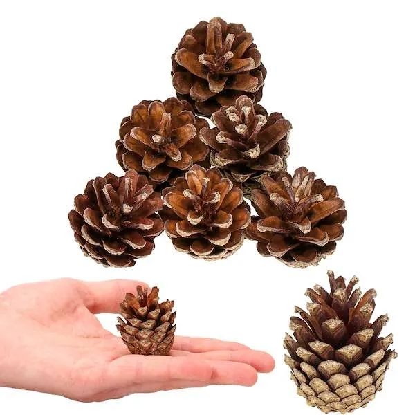 Springos CT0109 kartiosetti 6 kpl.