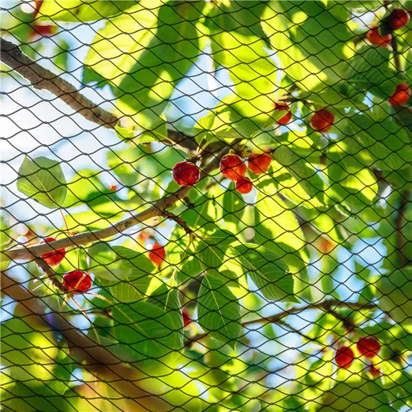 Anti-bird net Springos AB0001 5x50 m