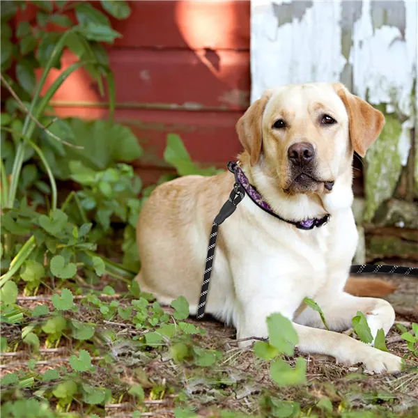 Поводок для собак Springos PA0332, тренировочный для собак до 50 кг, длина 5 м, чёрно-белый
