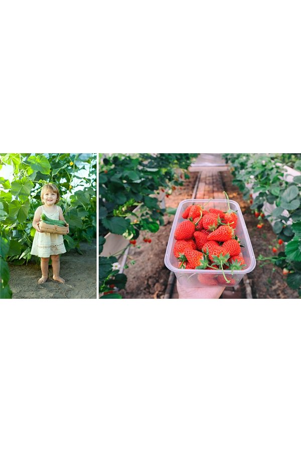 Garden tunnel - greenhouse 4x3x2m