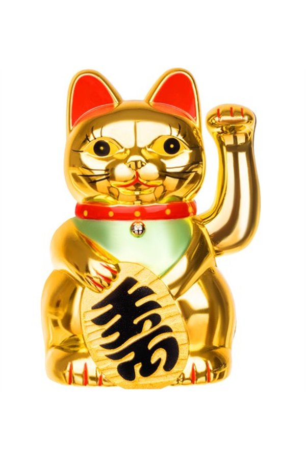 Chinese cat - golden