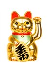 Chinese cat - golden