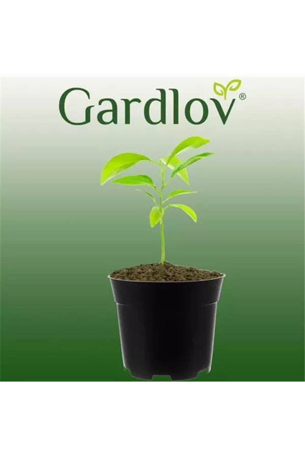 Tuotantoastia - 500 kappaleen sarja