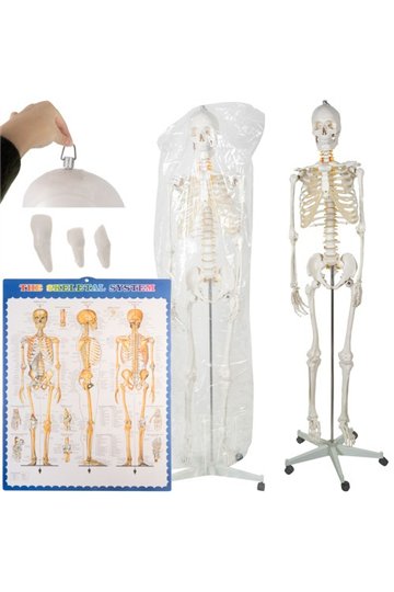 Human Skeleton - 170cm Malatec 22583