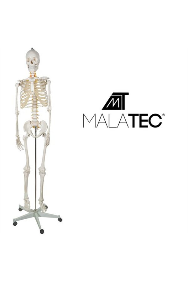 Cilvēka skelets - 170 cm Malatec 22583