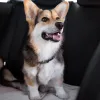 Car leash for animals Springos PA0228