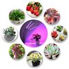 LED lamp for growing plants Reach 3X