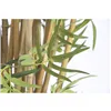 Decorative Plant Home ESPRIT Wood Polyethylene Oriental