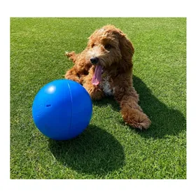 LED Collar for Pets Trixie Explore USB Black L/XL 40-65 cm