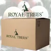 CT0194 Artificial Christmas tree 180 cm Premium Royal Trees, natural Christmas tree with wooden stand